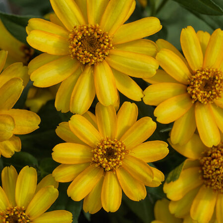 Yellow Profusion, Zinnia Seeds - Packet image number null